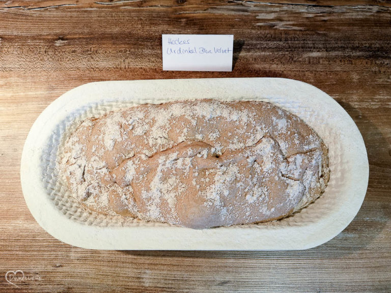 Mehltest Hecker Dinkel Vollkorn + Blue Velvet
