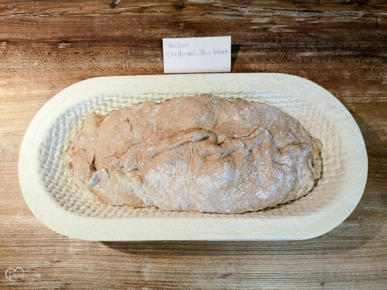 Mehltest Hecker Dinkel Vollkorn + Blue Velvet